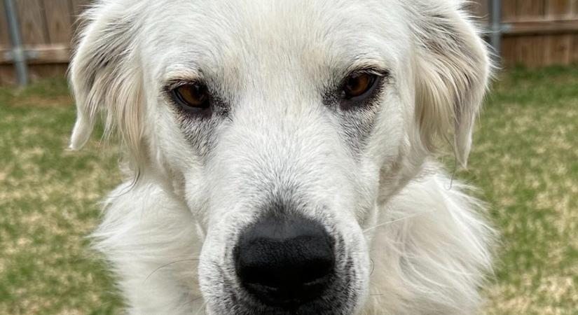 Ritka genetikai rendellenesség miatt vált fehérré egy teljesen fekete kutya