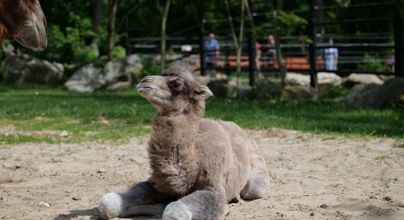 Tevecsikó született a pozsonyi állatkertben