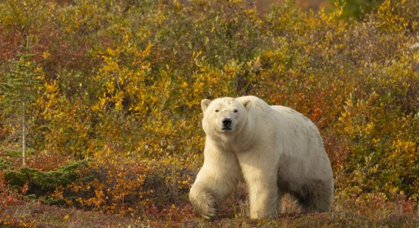 Ezeknél az anyukájukkal lazuló jegesmedvebocsoknál ma már nem látsz cukibbat: zseniális drónfelvétel készült róluk