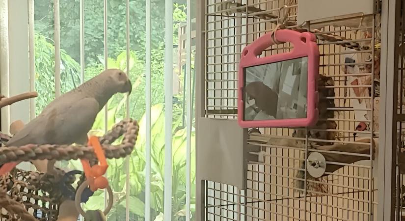 A papagájok is szeretnek videóchatelni a haverjaikkal