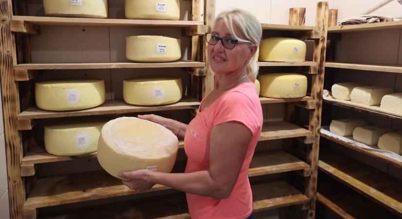 A Pellérdi Sajtműhelyben követtük a tej útját a tehéntől a sajtig - galéria és videó