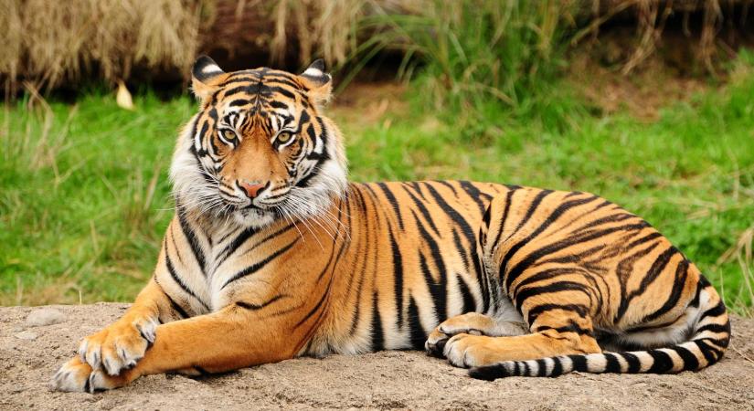 Kishíján letépte a tigris az állatgondozó karját, mikor az benyúlt a rács mögé