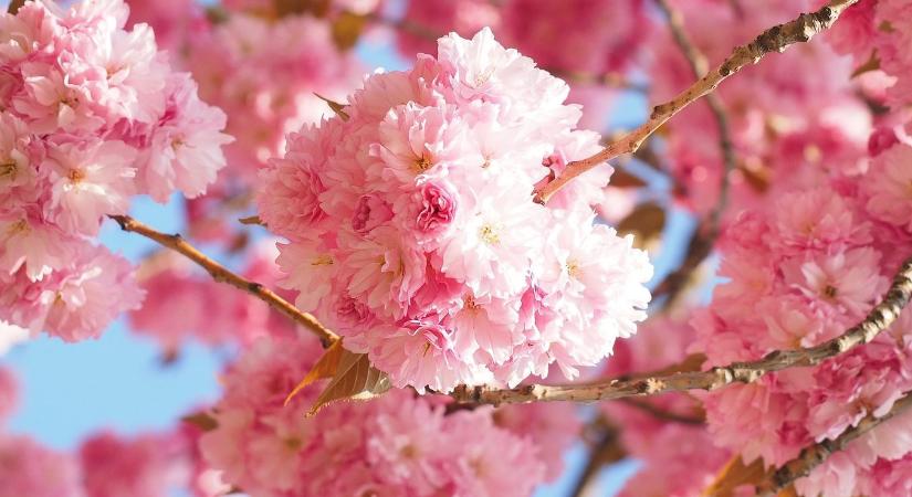 Így lesz gyönyörű japán díszcseresznyéje a kertben
