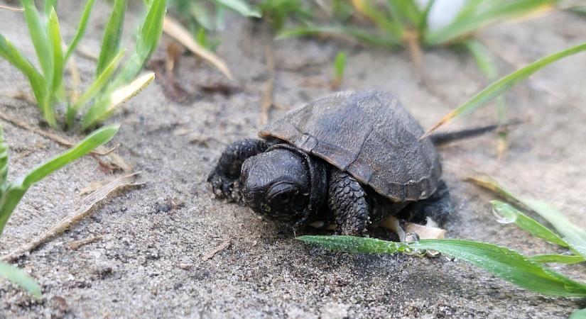 Apró mocsári teknős bébikkel is találkozhatunk az utakon