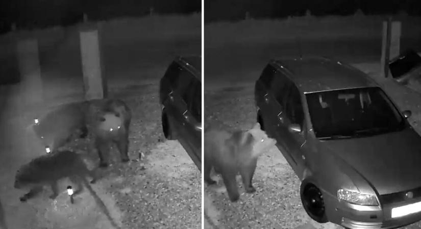 Négy medve sétálgatott éjszaka egy családi ház udvarában Szlovákiában (VIDEÓ)