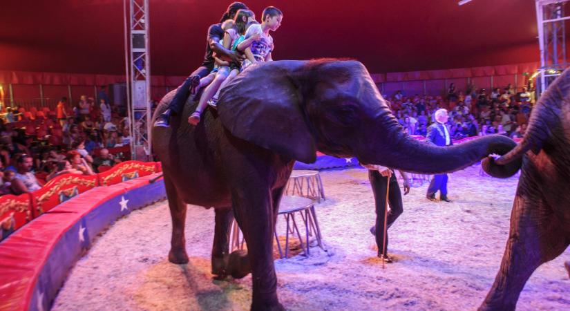 Drámai hírt közölt a a Richter cirkusz: súlyos sérülést szenvedett egy nézőjük Sopronban