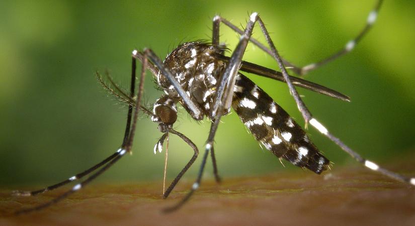 A debreceniek is segíthetnek a szúnyoggyérítésben, tablettát ad hozzá a város