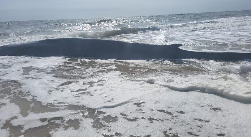 Haldokló tengeri óriás sodródott partra