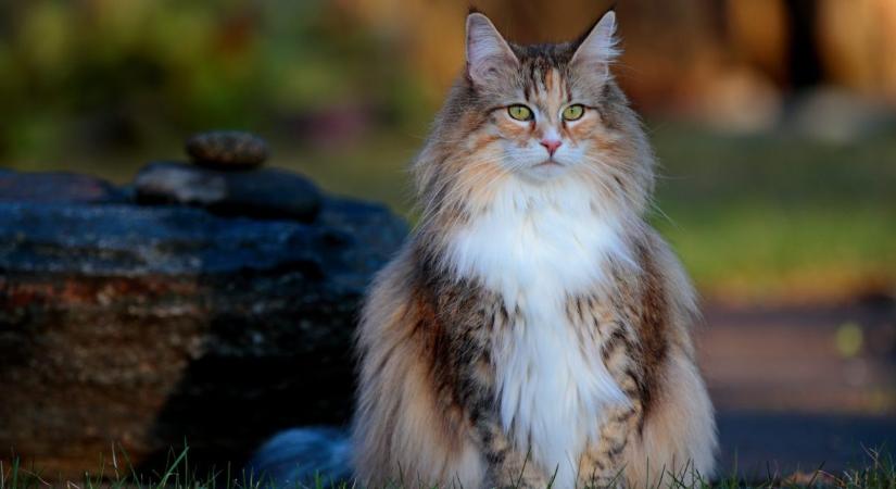 Ragamuffin és norvég erdei macska: a daliás óriások