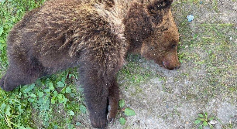 Nem tágított a tyúkól mellől, kilőtték a Lövétén garázdálkodó medvét