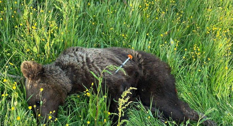 Súlyosan sérült fiatal medvét ártalmatlanítottak Felsősófalvánál