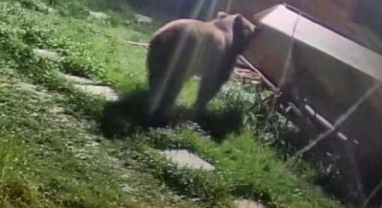 Medve járt egy szécsenyi ház udvarán, egy másik tyúkokat ölt Nyikómalomfalván