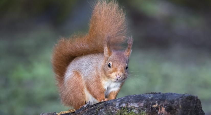 Leprás mókusokat gyanítanak a rettegett kór középkori terjedése mögött