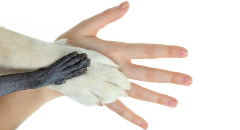 Miért pont 5 ujja van szinte minden emlősnek?
