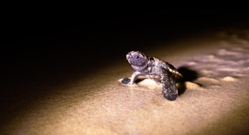 Több száz teknősfióka sodródott partra