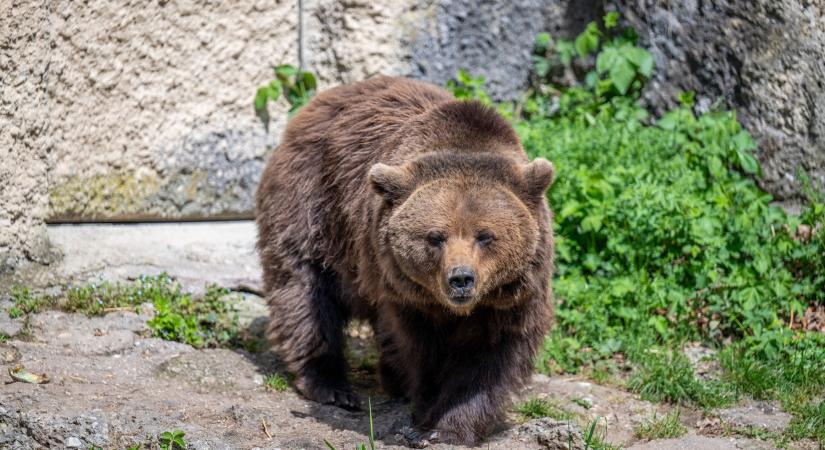 Medve okozott riadalmat egy Duna menti faluban, esti locsolás közben jelent meg a kertben, a lehető legjobban reagálták le a félelmetes helyzetet