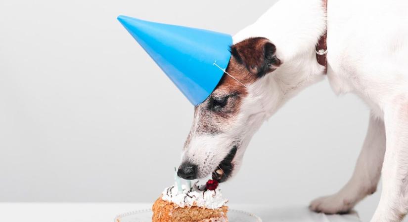 Miért ünnepeljük a kutyánk születésnapját?