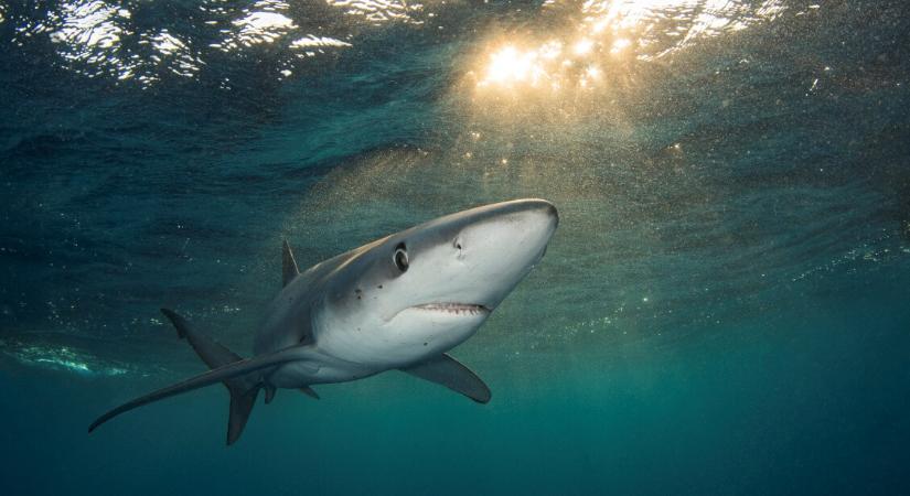 A parthoz közel találtak egy emberre is veszélyes cápát az Adrián