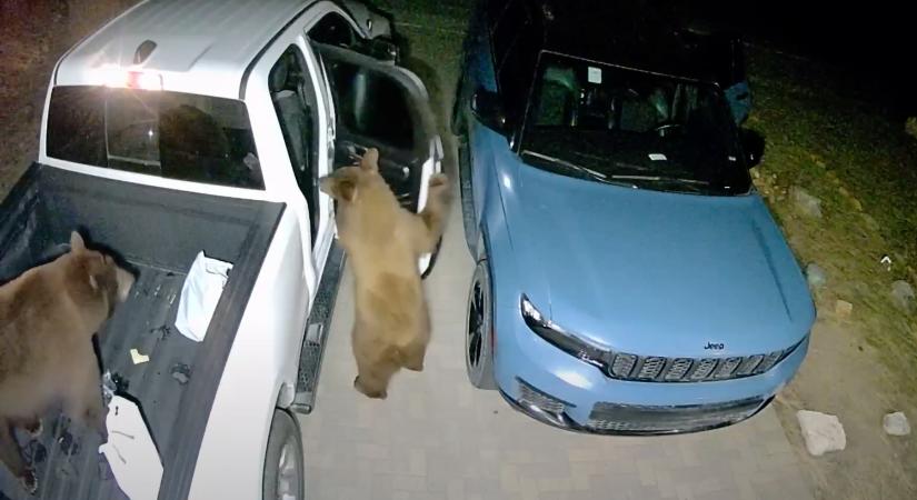 Gátlástalan, éhes medvék törtek fel több autót is