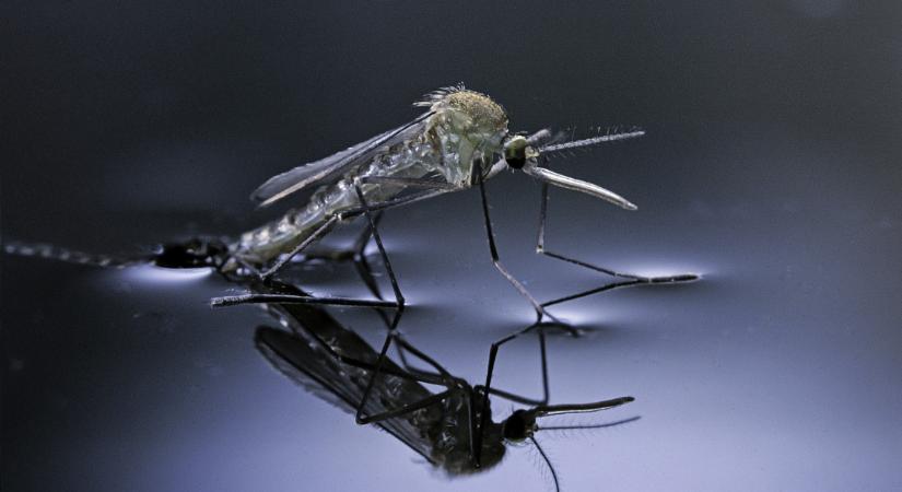 Folytatódik a szúnyoggyérítés vidéken: ezekben a vármegyékben készülődik az akció