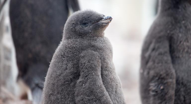 A pingvinfiókák és a fókabébik lehetnek a klímaváltozás első komoly áldozatai