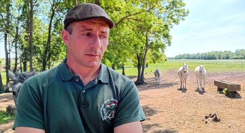 Tragédia Ivánban: megszólalt a méhtámadásban elpusztult lovak gazdája