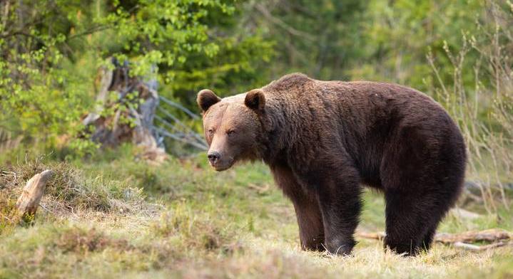 Egyre több vad támad emberre: nagyon megnőtt a balesetek száma, aggódnak a medvék miatt Szlovákiában