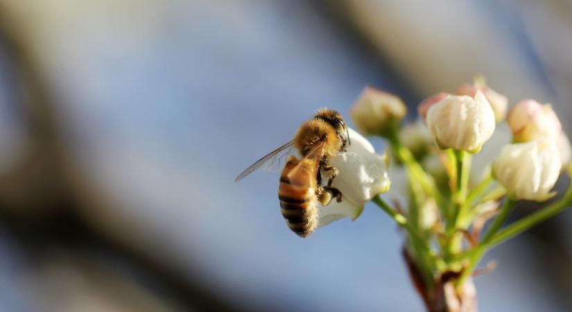 A méhtenyésztés egyik eszköze: méhanyák mesterséges termékenyítése