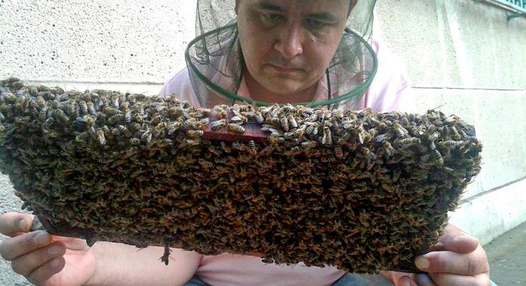 Gyilkos méhek ölték meg Albert versenylovát, ő is kórházba került