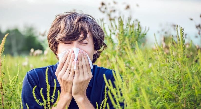 Allergia: heves reakciót is kiválthat a pázsitfűfélék pollenje