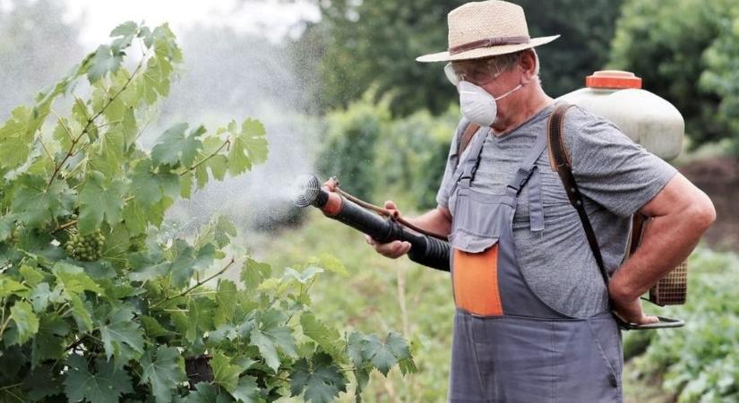 A gazdák már a második szőlőpermetezésre készülnek