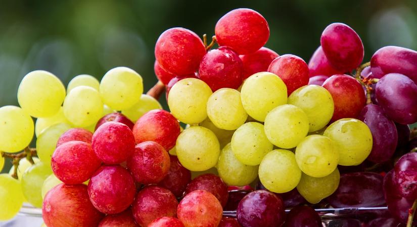 Könnyített állami fajtaelismerés a Kárpát-medencei szőlő tájfajtáinak