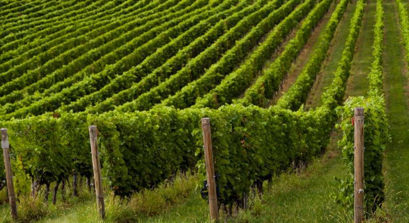 Pofátlanul ellopta a Tarna patakot az aldebrői borász