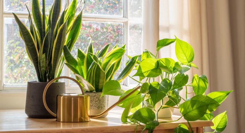 3 szobanövény, amitől mindig jó illat lesz az otthonodban