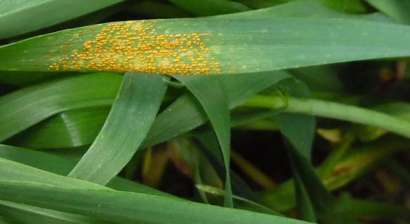 Szántóföldi növényvédelmi előrejelzés: jelentősen nőtt a sárgarozsda fertőzés nagysága