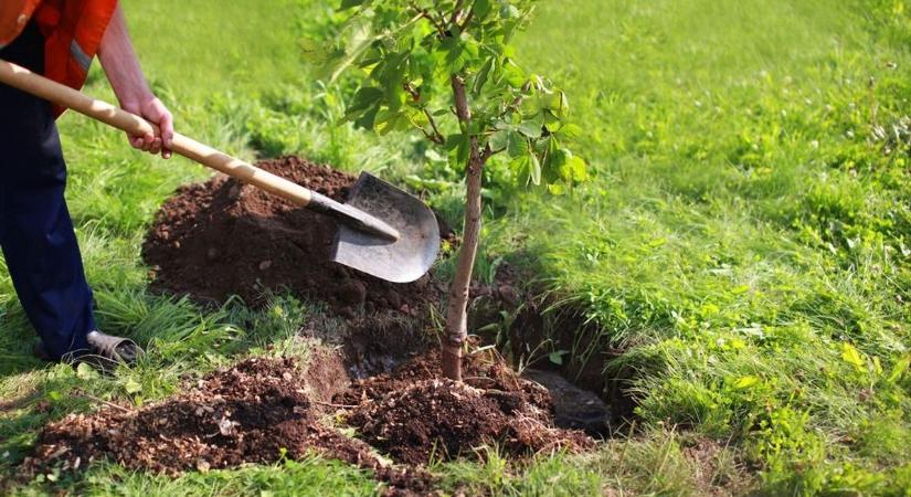 Opauszki Zoltán: 120 fát ültetnek Békéscsabán