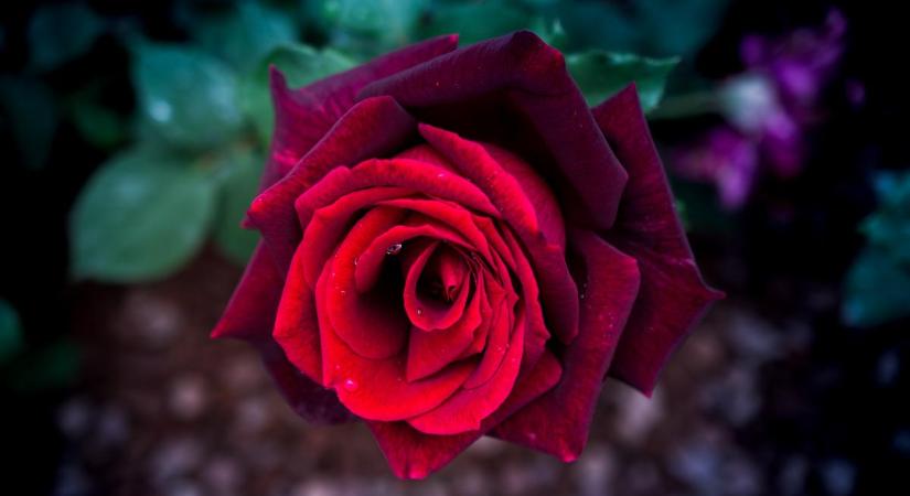Sógornőm ezzel a titkos varázskeverékkel nevel olyan gyönyörű rózsákat, amilyeneket sehol máshol nem láttam
