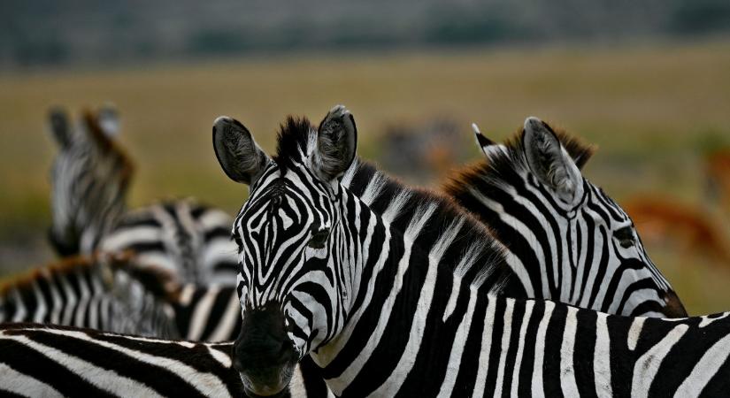 A zebrák biccentéssel kommunikálnak egymással