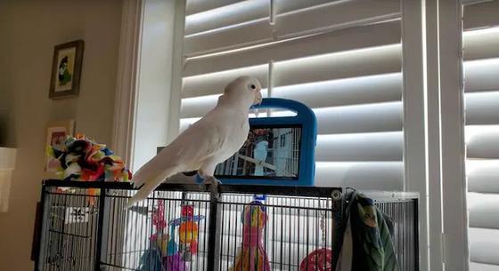 Itt a tudományos bizonyíték: a papagájok szeretnek videochatelni egymással