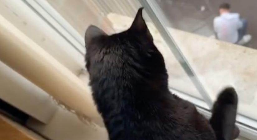 Felháborodott a macska, amikor rájött: mit csinál a gazdája az utcán - Videó