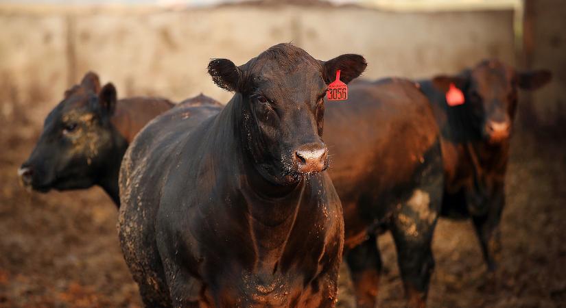 Nincs kolbászból a kerítés: döcög az amerikai húsipar
