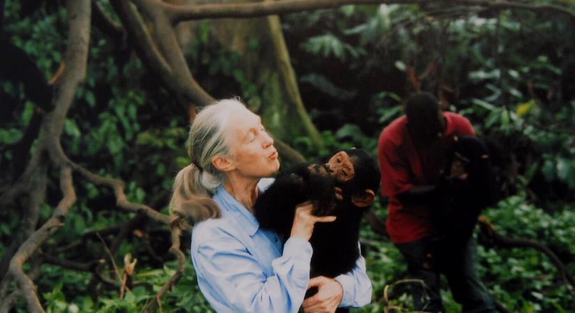 Heti programajánló: Jane Goodall-kiállítás, felemelő dallamok és gasztrovarázslatok várnak!