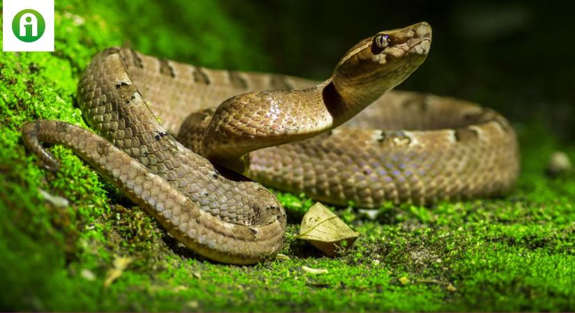 A világ minden táján megjelenhetnek a mérges kígyók, fel kell készülni a veszélyre