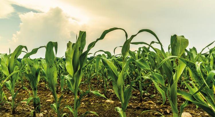 A kukorica növényvédelme