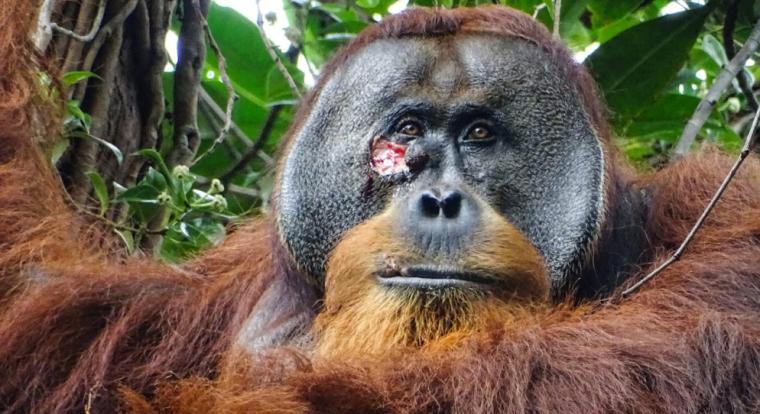 Először figyelték meg, hogy egy orangtán tudatosan gyógyítja magát