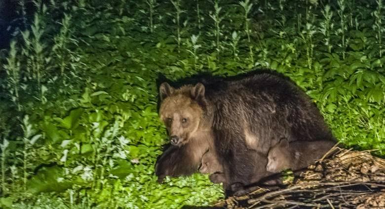 Már a medve sem jár egyedül? Három nagyvadat láttak Oroszhegyben