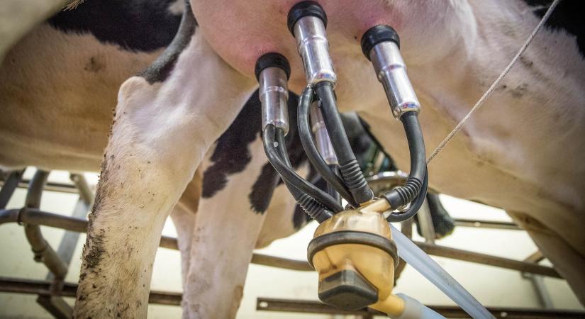 A madárinfluenza „tejcseppfertőzéssel” terjedhet tehénről tehénre