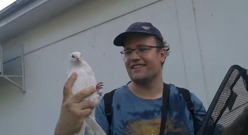 Videón, ahogy befog egy sérült madarat a BNPI szakembere Egerben