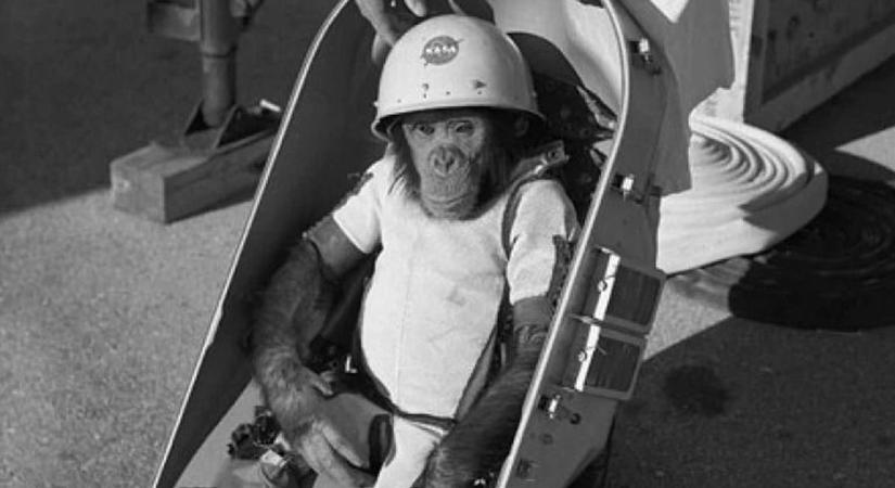 Egy csimpánzzal hozták be hátrányukat az amerikaiak az űrversenyben