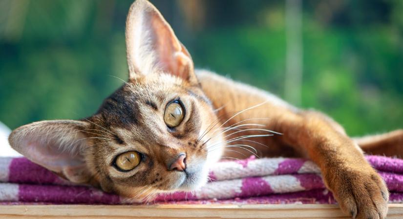 A különleges abesszin macska: ezeket kell tudnod róla – Kvíz